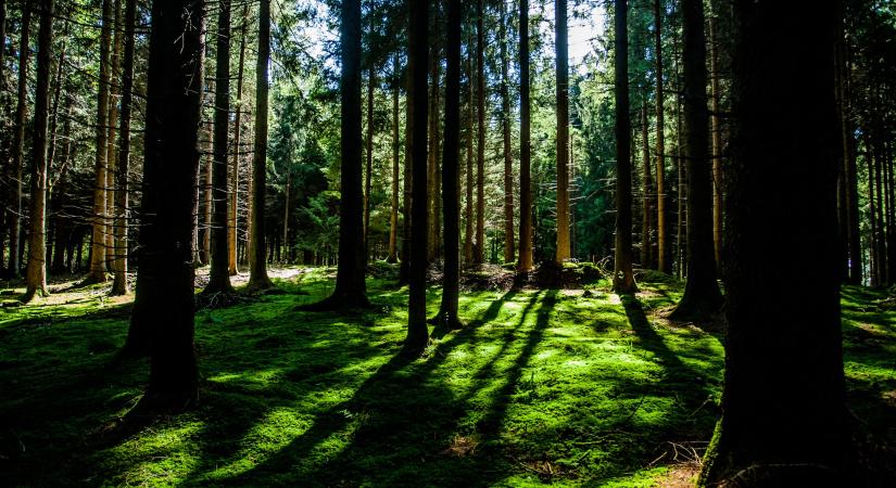 Megkezdődött a „Fiatal erdők állománynevelésének támogatása” pályázati felhívás társadalmi egyeztetése
