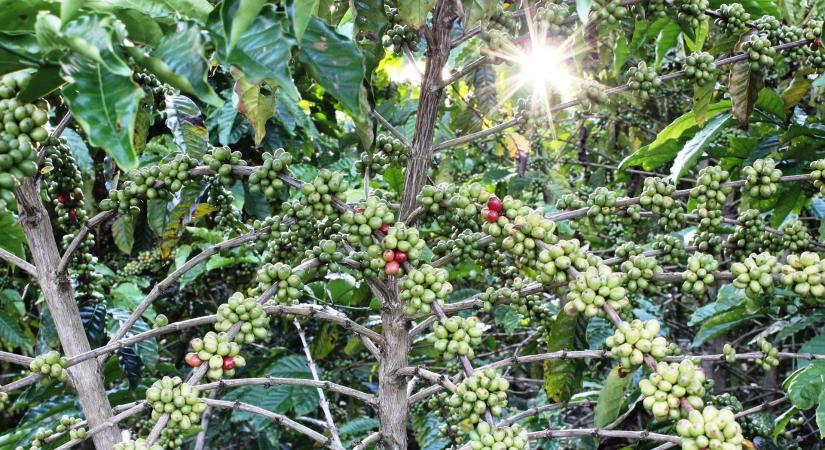 Ihatunk kávét erdőirtás nélkül?