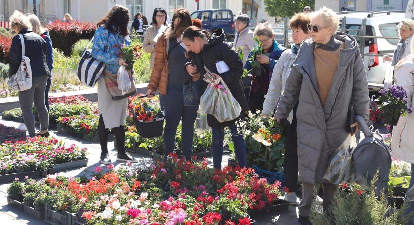 Növények hívogatták az embereket a pécsi Kossuth térre (galéria)