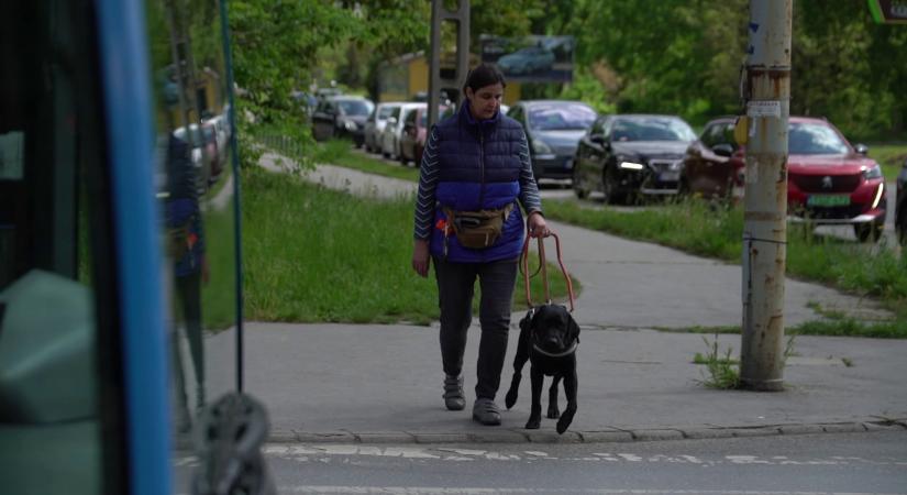 Radar - Kóbor kutya támadott meg egy vakvezető kutyát  videó