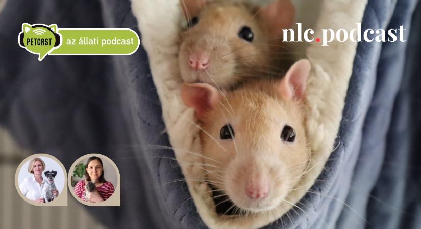 Petcast. Az állati podcast: Cuki kis apróságok a rágcsálók – de nem könnyű őket jól tartani!