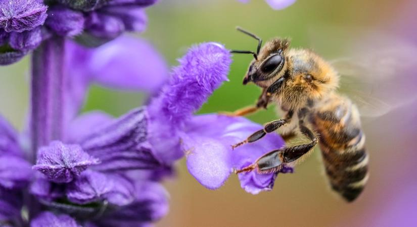 Technológia a méhcsalád életének szakaszai alapján – Tavasz II.