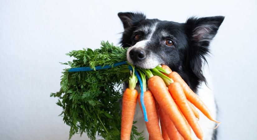 Mennyi a kutyák vitamin és ásványi anyag szükséglete? Ezek lehetnek a hiánytünetek