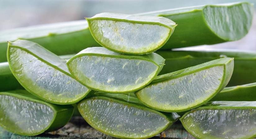 Aloe vera: csodanövény, de a marketingje is jó…