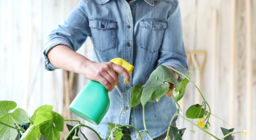 Így tartsd életben a szobanövényeidet, ha hosszabb időre elutazol