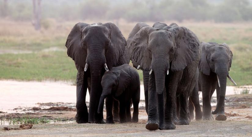 Elefántokat indítana Európa ellen Botswana  videó
