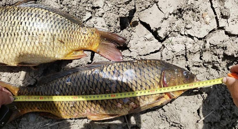 Orvhalászokat likvidáltak a tiszai ártérről