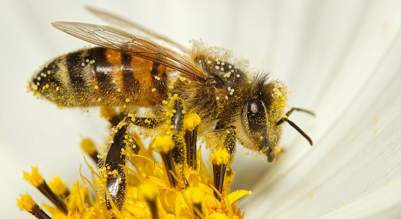 Társkereső indult virágoknak és méheknek Ausztriában