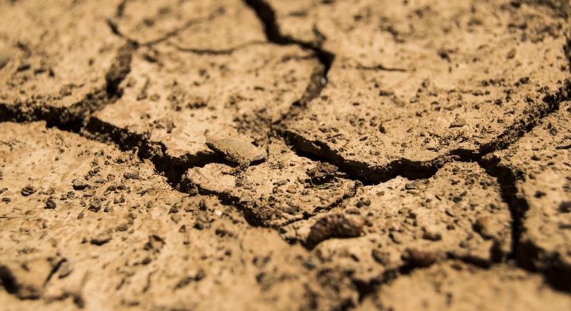 A hosszan tartó szárazság hatása a szántóföldi kórokozókra