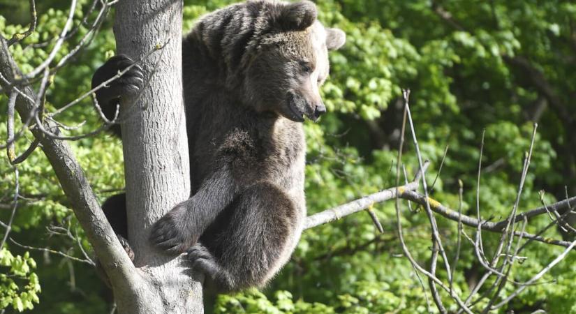Furcsán viselkedett a medve a kassai állatkertben – hamar rájöttek, mi a baj!