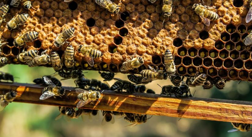 A Föld napja alkalmából főleg a méhészetre összpontosítanak Losoncon