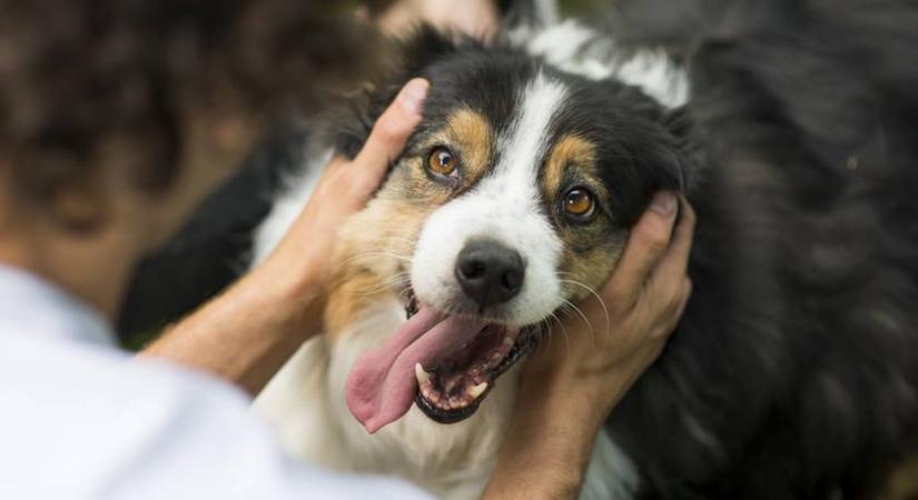 Mit jelent, ha a kutya hátracsapja a fülét? 8 fogós kérdés a négylábúak viselkedéséről