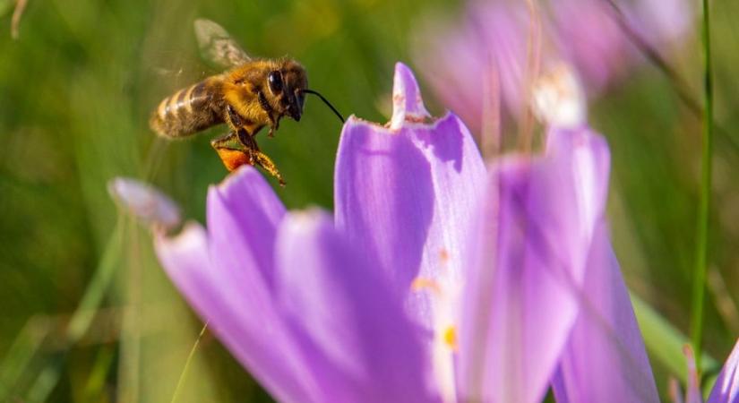 Ingyenes társkereső indult méheknek és virágoknak