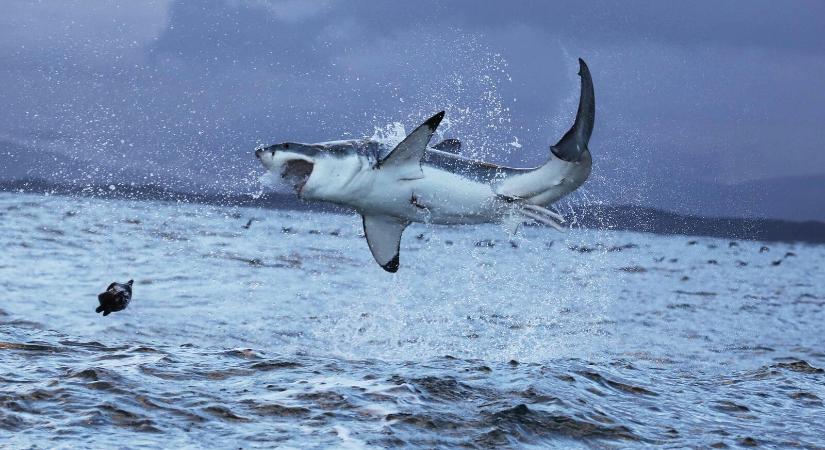 Rossz hír a szörfösöknek: itt szeretnek időzni a fehér cápák