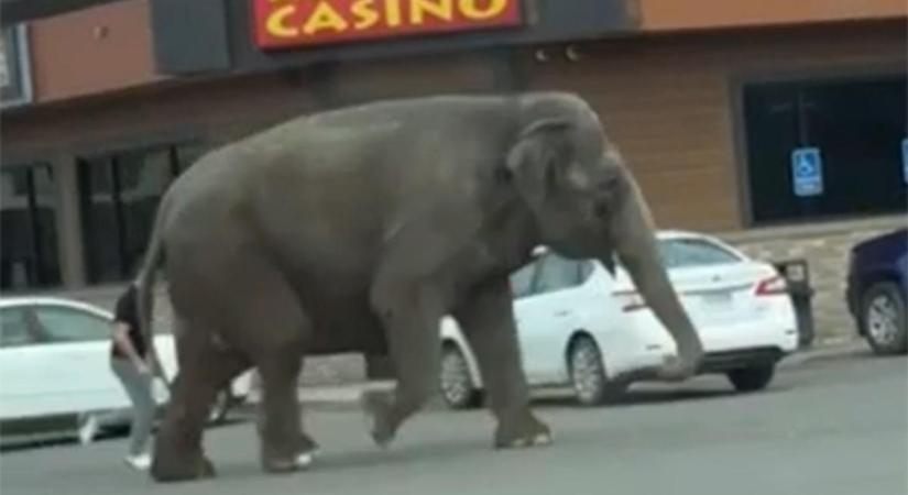 Videón, ahogy autók között bandukolt az elszabadult cirkuszi elefánt – nem élvezhette sokáig a szabadságot