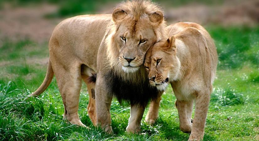 Ezeknél az oroszlánoknál nem látsz szerelmesebbet – videón az idill