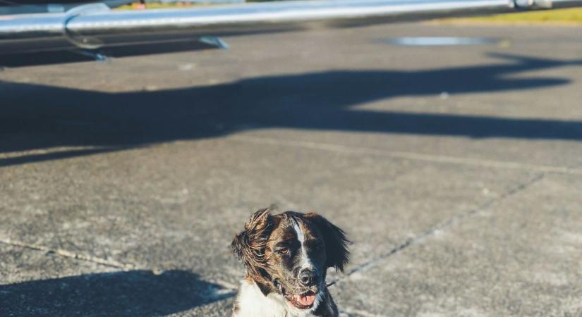 Elindul az első légitársaság kutyáknak