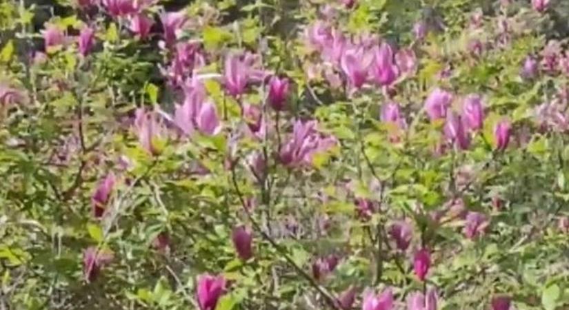Rózsaszínben pompázik a Szarvasi Arborétum – videóval