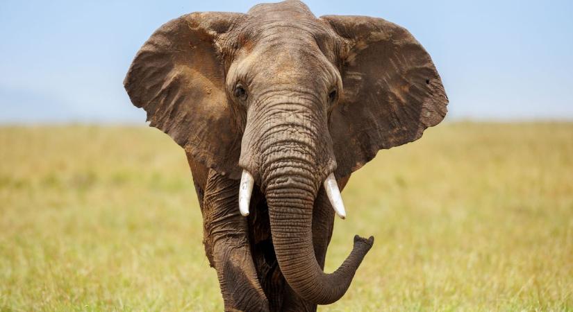 Elszabadult elefánt okozott közlekedési káoszt (videó)