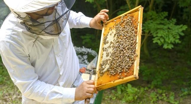 Miért füst segítségével gyűjtik be a méhészek a mézet?