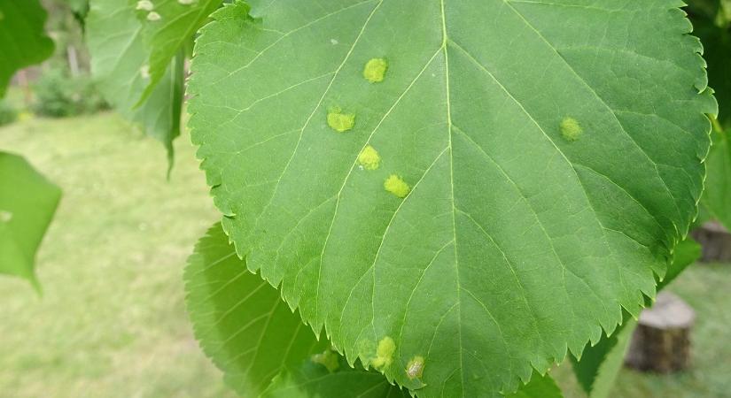 Tehetek valamit a hársfa levelein megjelent aggasztó tünetek ellen?