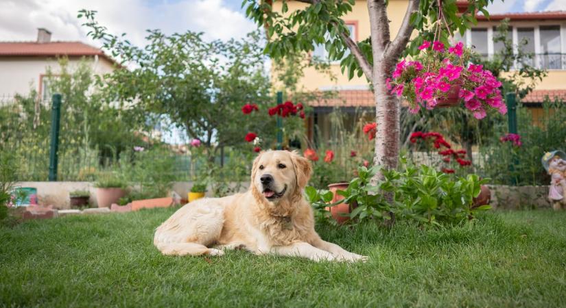 Hogyan lehet szép fű a kertben, kutya mellett?