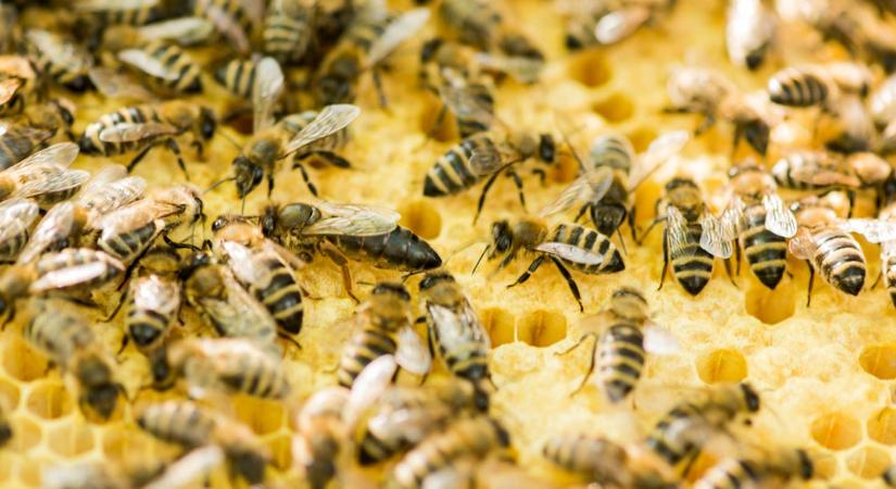 Már méheknek is indítottak társkeresőt