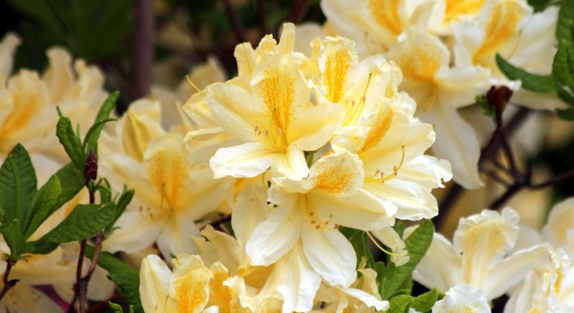 Rhododendron: a tavaszi kert legszebb virága – íme minden, amit tudni illik róla!