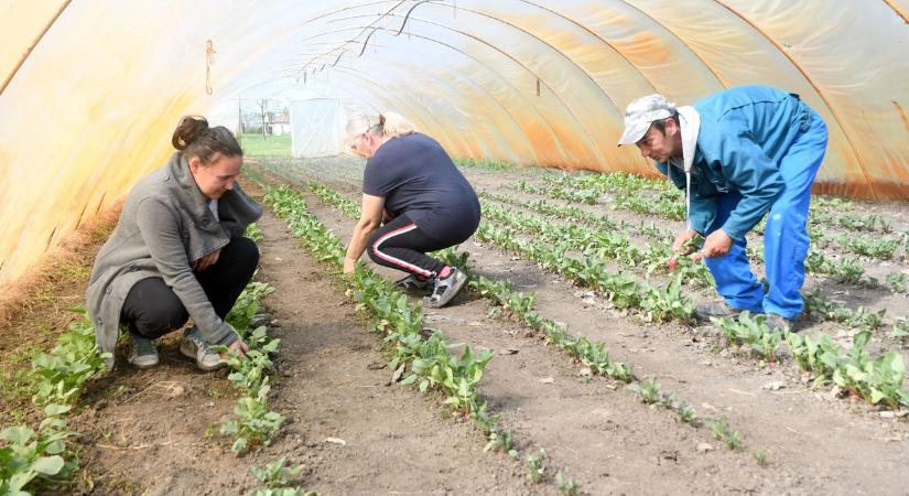 Gőzerővel zajlik a munka az örményesi fóliasátorban, már teremnek a zöldségek
