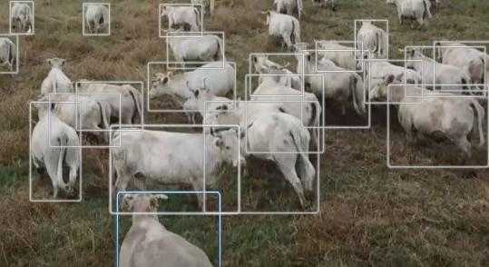 Drónok terelik a szarvasmarhákat Izraelben – VIDEÓ
