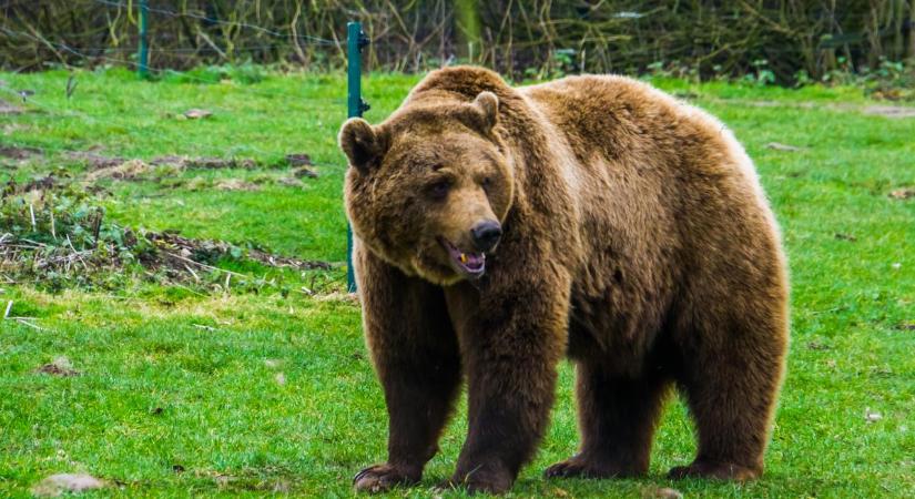 Combon harapta: tűzoltót támadott meg egy medve Szlovákiában