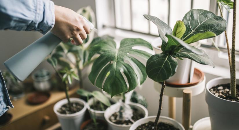 Öt tipp a szobanövényeid gondozásához