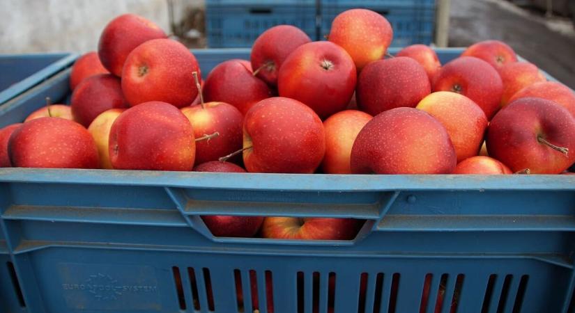 Véget érhet az importtilalom, indulhatnak az almaszállítmányok Kínába