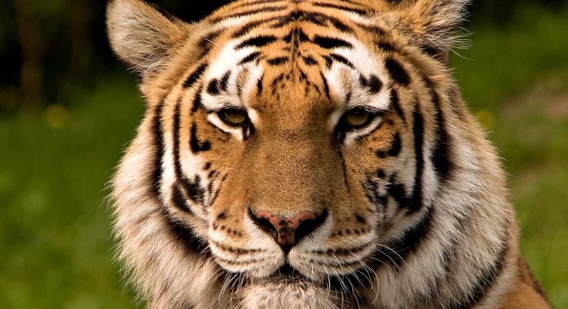 Tigris támadt egy önkéntesre a Tigrisvilág szereplője, Carol Baskin állatkertjében