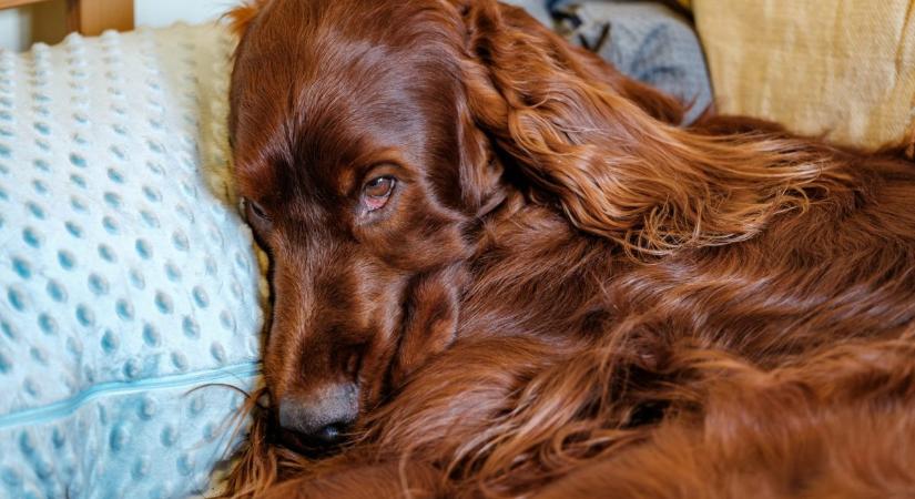 Mi az elveszett kutya szindróma? Íme minden, amit tudnod kell a problémáról