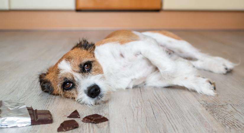 Állati veszélyes mérgek – otthon is veszélyben lehetnek kisállataink