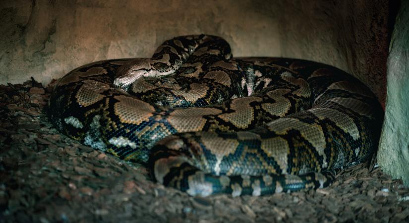 Ez lehetett a világ leghosszabb kígyója