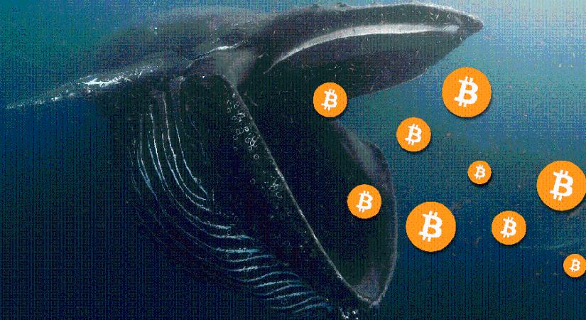 A bitcoin bálnák is bevásároltak a múlt héten