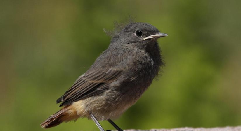 Ne vigyük haza a madárfiókát, állatkölyköt! – Figyelmeztetnek a természetvédők