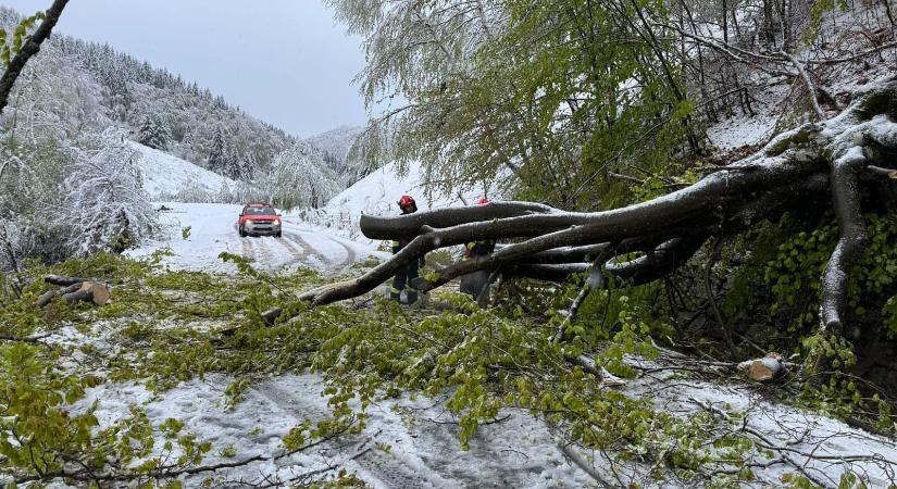 Fákat döntött ki a vihar, autók rongálódtak meg