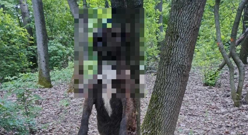 Borzasztó: felakasztottak egy kutyát Mezőkövesd közelében