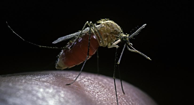 Öt vármegyékben is szúnyogirtás lesz a héten