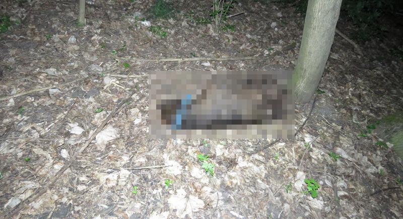 Horror a borsodi erőben: kegyetlenül kivégeztek egy kutyát – Vigyázat, felkavaró fotók!