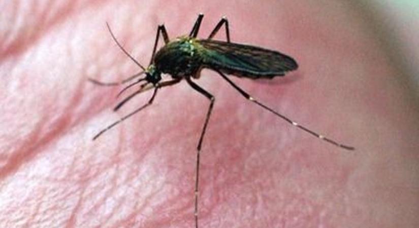 Mi is sokat tehetünk a szúnyogpopuláció visszaszorításáért