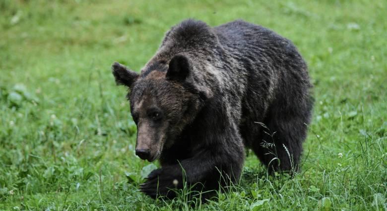 Külföldi turistanőt sebesített meg itthon egy medve