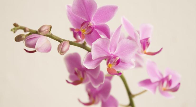 Anyósom fokhagymás vízzel locsolta az orchideát. Bolondnak néztem, de utána úgy elkezdte ontani magából a virágokat…