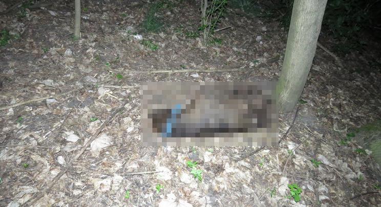 Kegyetlen állatkínzó: felakasztotta kutyáját egy férfi az erdőben, mert meg akart szabaulni tőle