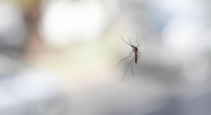 Megkezdődött a harc a szúnyogok ellen: itt már ezen a héten bevetik a biológiai fegyvert