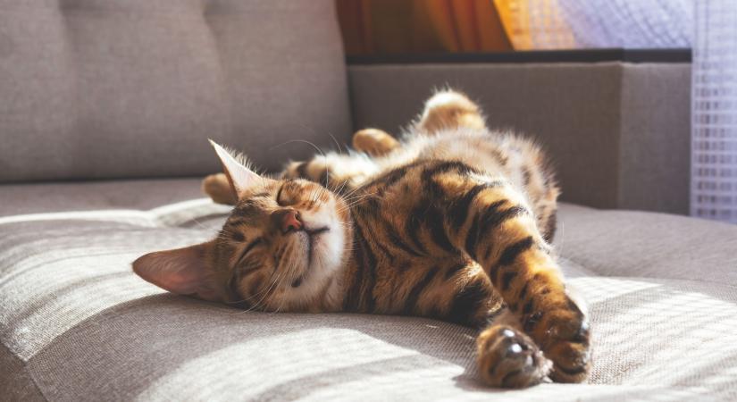 Macskaszőr-allergia ellen megoldás lehet-e hipoallergén macskát tartani? Itt a válasz!
