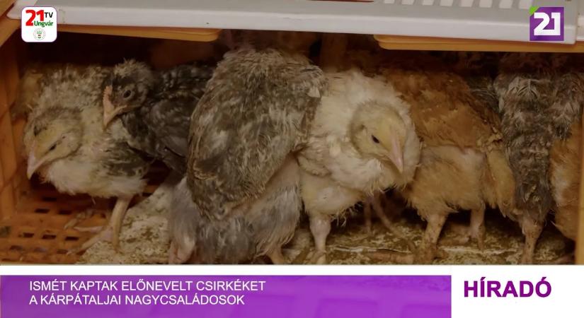 Ismét kaptak előnevelt csirkéket a kárpátaljai nagycsaládosok (videó)